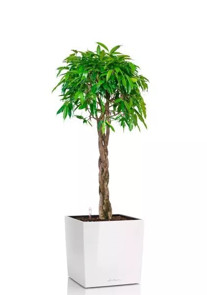 Фикус Амстел Кинг переплетенный 40/170 см в CUBE 40