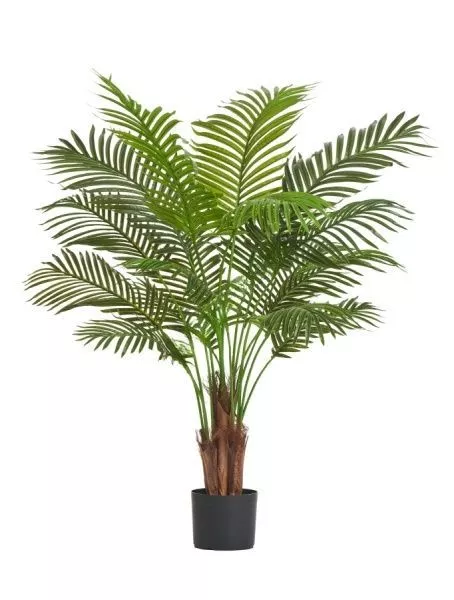 Пальма Арека Хризалидокарпус New 120 см