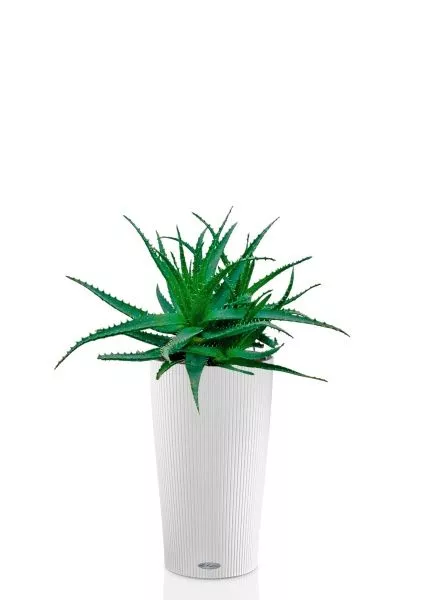 Алоэ 17/40 см в CILINDRO 23