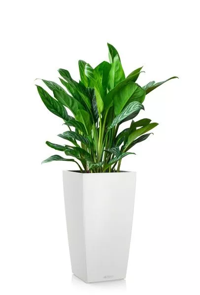 Аглаонема Страйп в CUBICO COLOR 30