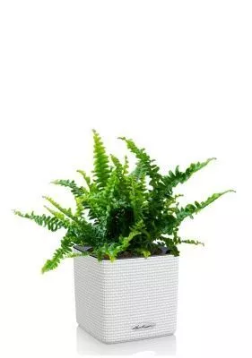 Нефролепис в CUBE COLOR 14, белый