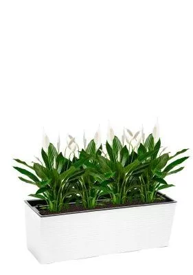 Спатифиллум 13/50 см в Begonia DŁUTO