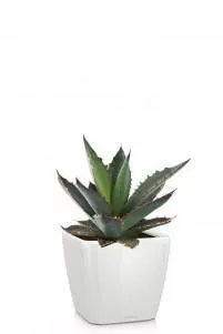 Агава в QUADRO LS 21