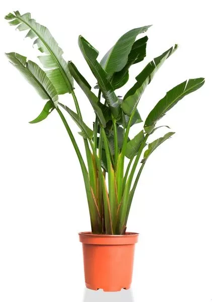 Стрелиция Николай 40/200 см