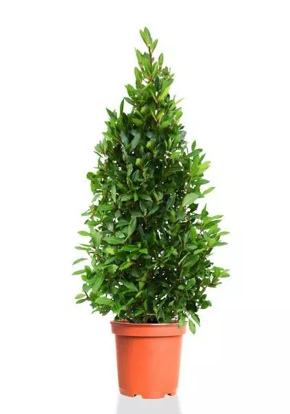 Лавр Нобилис пирамида 35/130 см