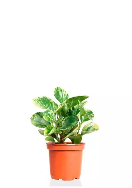 Пеперомия Уса 12/25 см