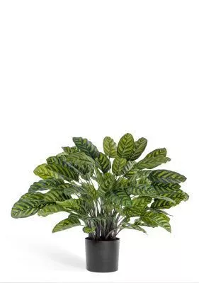 Калатея крупнолистная в горшке