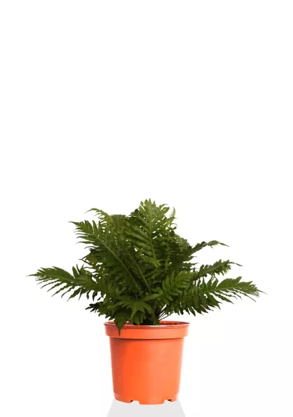 Блехнум 12/30 см