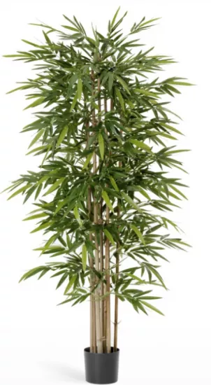 Бамбук Новый