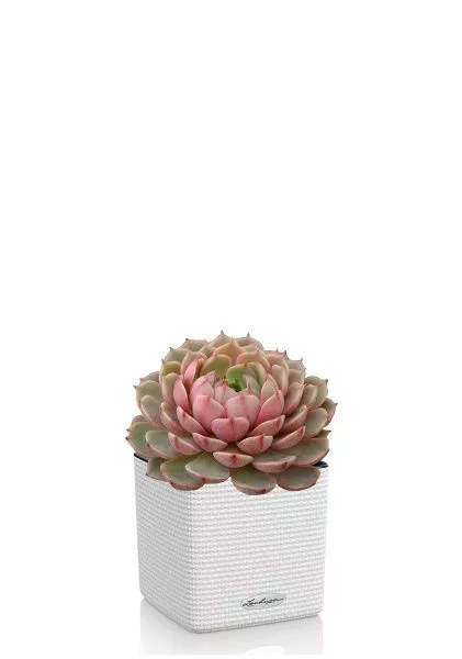 Эхеверия Цветной микс в CUBE COLOR 14