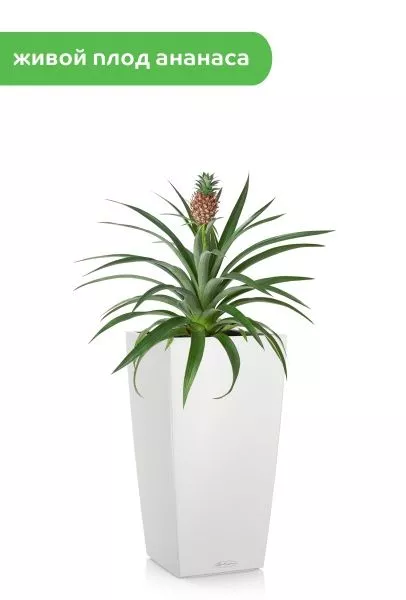 Ананас 15/50 см в CUBICO COLOR 22