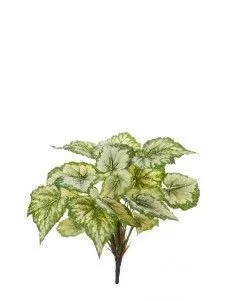 Бегония крупнолистная светло-зелёная большая