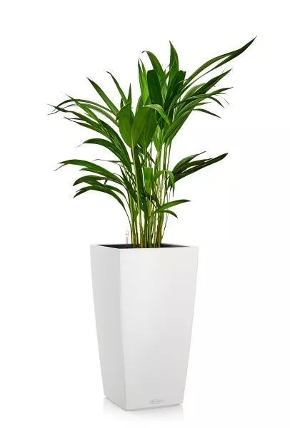 Хризалидокарпус в CUBICO COLOR 22