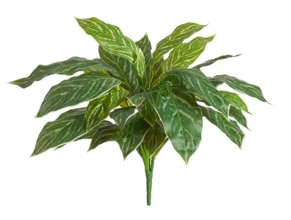 Аглаонема Страйпс куст бело-зелёный