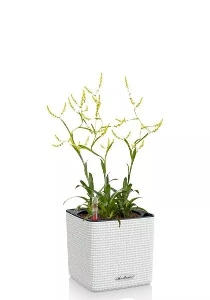 Катопсис 12/40 см в CUBE COLOR 14