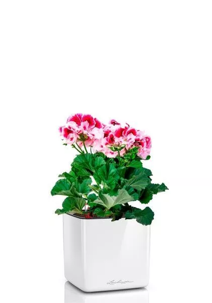 Пеларгония Грандифлора 12/25 см в CUBE GLOSSY 14