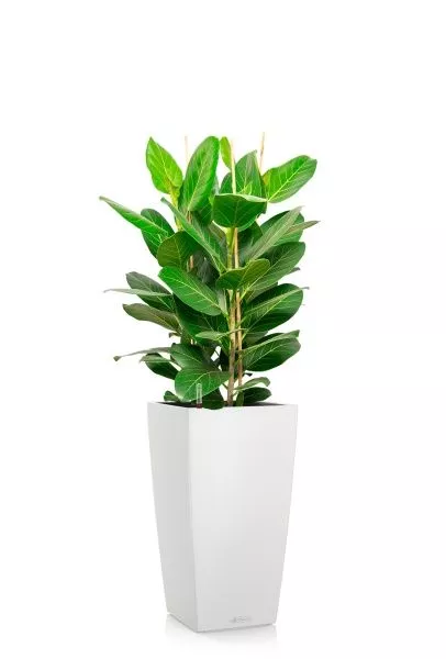 Фикус Бенгальский 3 ствола 27/90 см в CUBICO COLOR 30