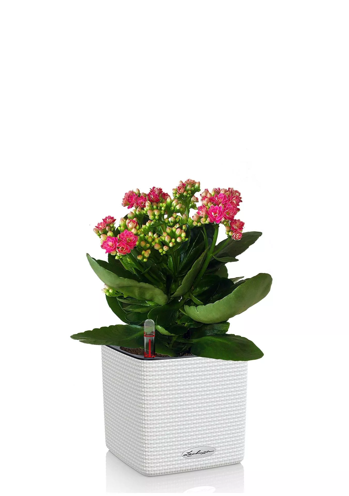 Каланхоэ Каланхоэ