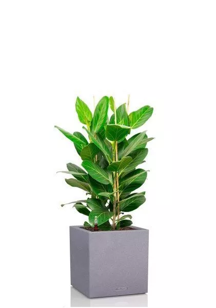 Фикус Бенгальский 3 ствола 27/90 см в CANTO STONE LOW 30