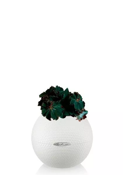 Бегония Рекс Дарк Мамба 12/25 см в PURO 20