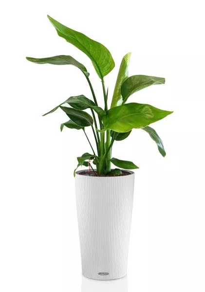 Стрелиция Николай 17/60 в CILINDRO 23