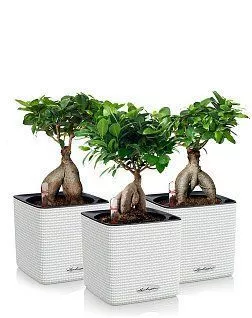 Набор "Бонсай" CUBE 14/30 см, белый (3 шт.)