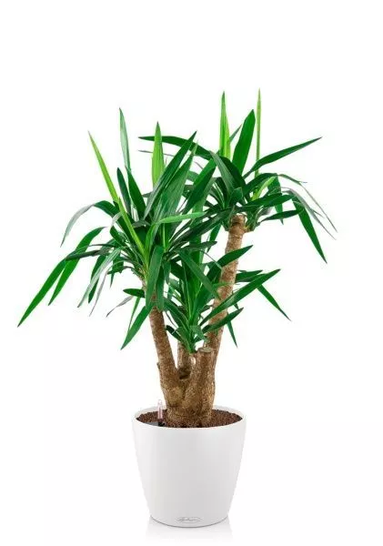 Юкка разветвленная 24/100 см в CLASSICO COLOR 28