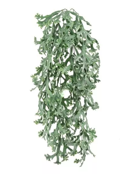 Стегхорн Хилии (Оленьи рога) куст ампельный