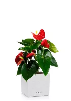 Антуриум Андрианум красный 12/40 см в CANTO STONE 14, песочный белый