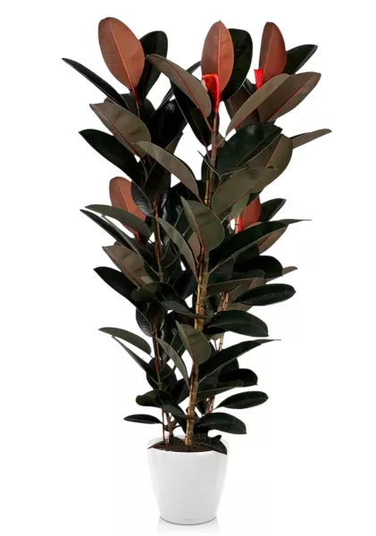 Фикус Эластика Абиджан 3 ствола 40/200 см в CLASSICO LS 50