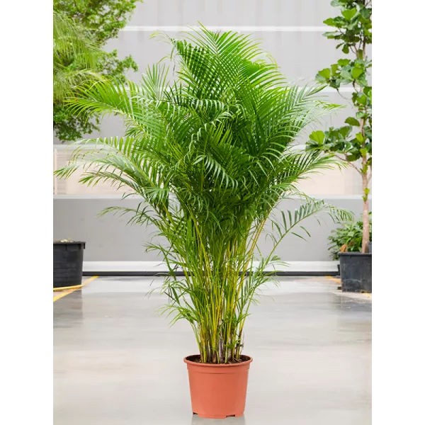 Хризалидокарпус Арека 35/200 см