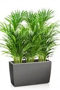 Хризалидокарпус в CARARO 75