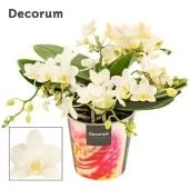 Фаленопсис Table Whitney 4+ Tak d12 см h25 см