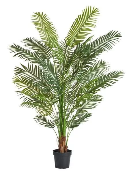 Пальма Арека Хризалидокарпус New 210 см