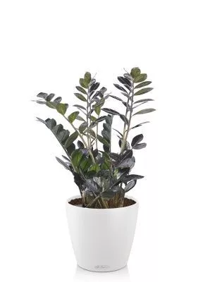 Замиокулькас Равен в CLASSICO COLOR 18, белый