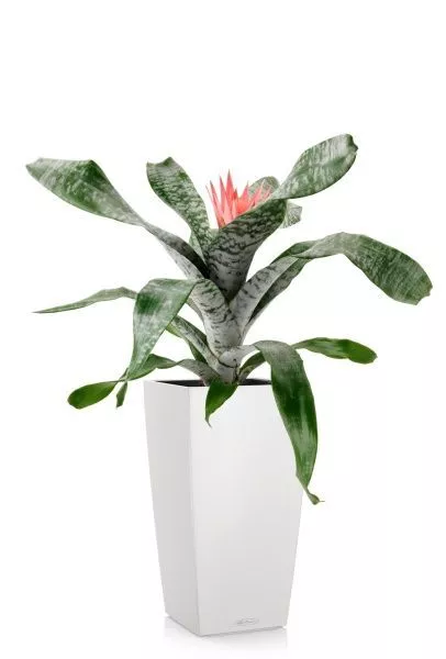 Эхмея 17/50 см в CUBICO COLOR 22