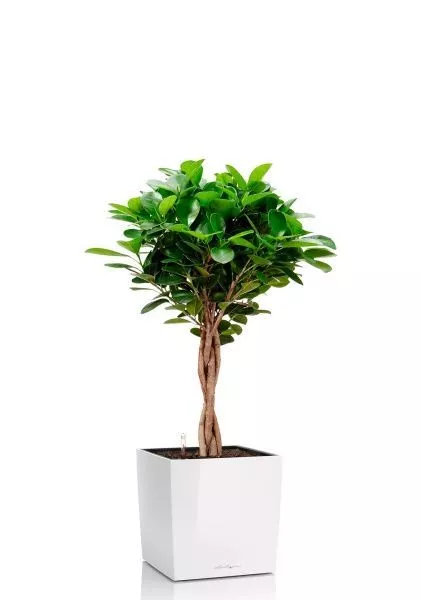 Фикус Моклейм 21/90 см в CUBE 30