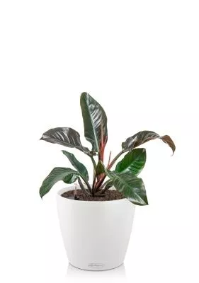 Филодендрон Империал Ред 19/60 см в CLASSICO 18, белый