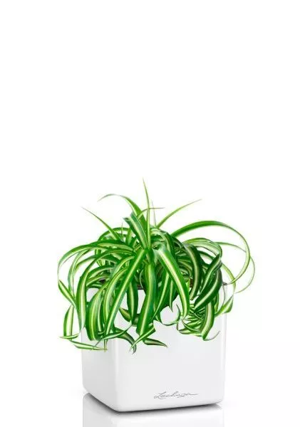 Хлорофитум Бонни 12/25 см в CUBE GLOSSY 14