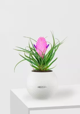 Тилландсия Анита PURO 20, белый