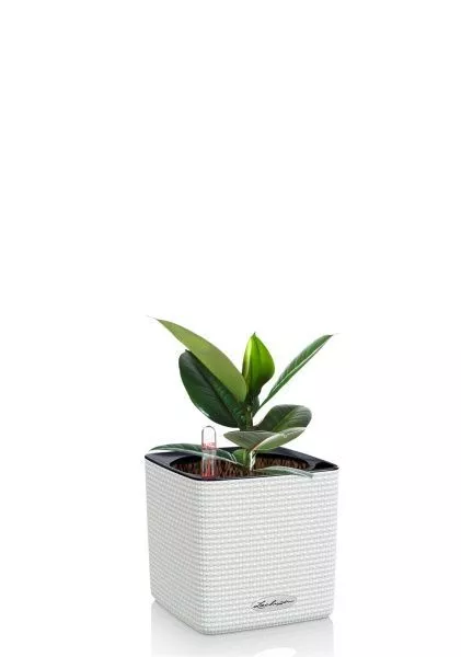 Фикус Эластика Робуста 9/20 см в CUBE COLOR 14