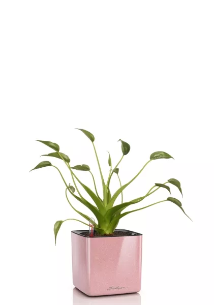 Алоказия Тину Дансер 12 см в CUBE Glossy Kiss 14