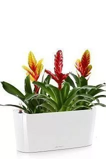 Вриезии в DELTA 20