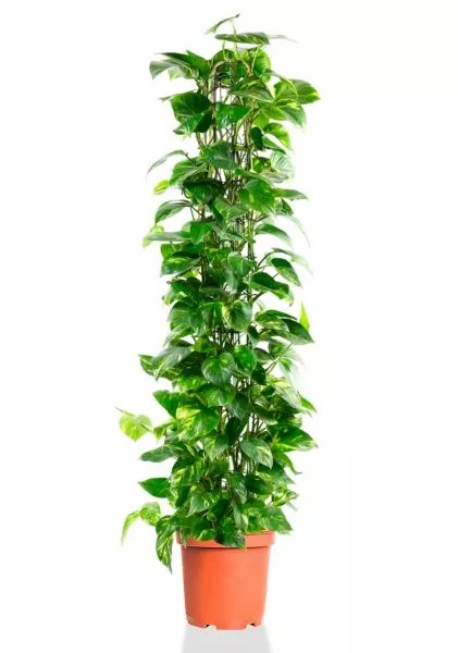 Сциндапсус Ауреум пирамида 27/160 см