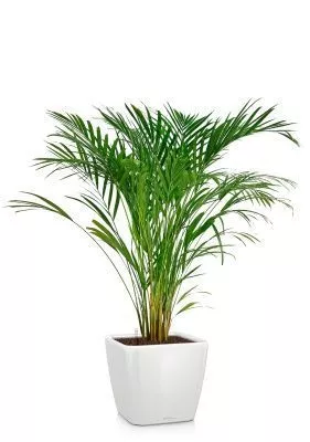 Хризалидокарпус Арека 19/120 в QUADRO LS 28, белый блестящий