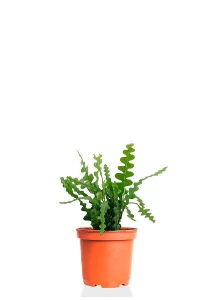 Эпифиллум Угловатый 17/35 см