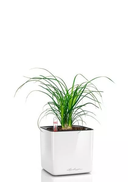 Нолина 3 луковицы 12/30 см в CUBE GLOSSY 14