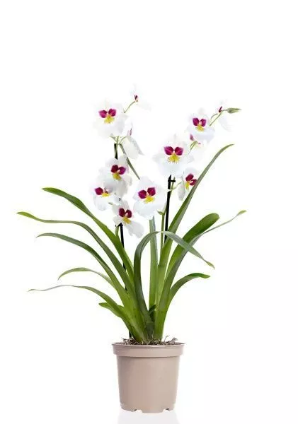 Орхидея Мильтония белая 12/30 см