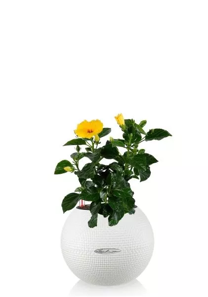 Гибискус 12/20 см в PURO 20