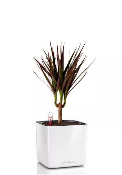 Драцена Маргината Маджента 1 ствол 12/40 см в CUBE GLOSSY 14